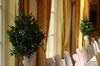 Topiary Tree Hire Bow-Belles UK